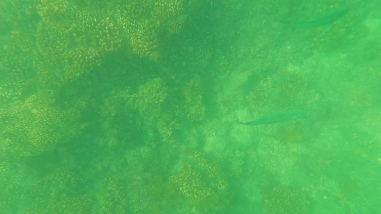 San Jose Del Cabo reef scene with green water, coral formations below, and small fish spread through the midground with no visible people.