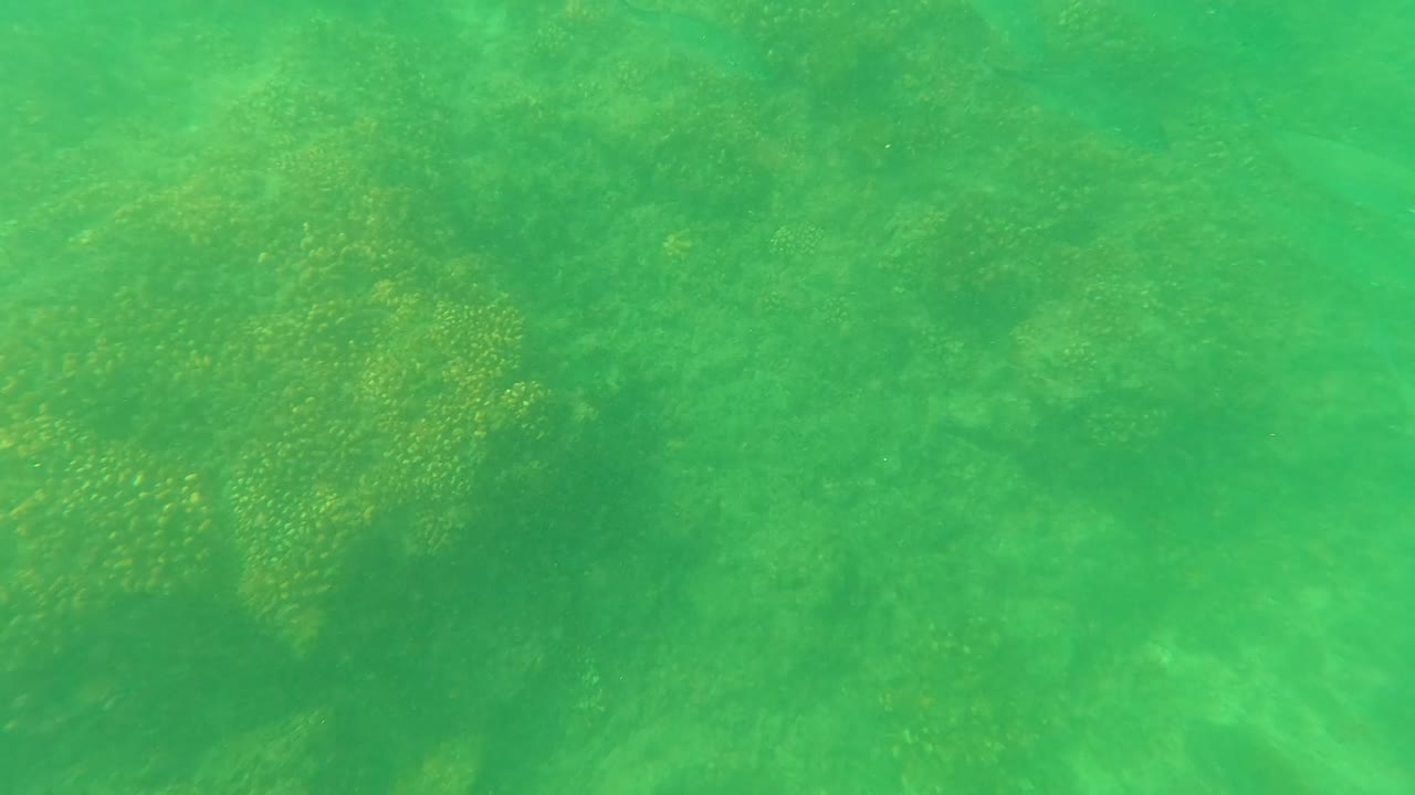 San Jose Del Cabo underwater frame with coral and rock texture visible through green water and fish silhouettes crossing the center with no visible people.