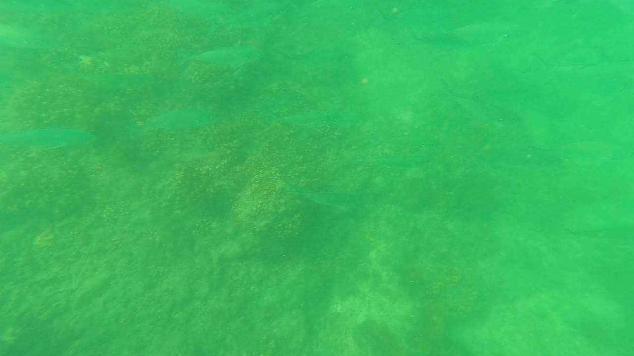 Small fish over a green underwater reef.
