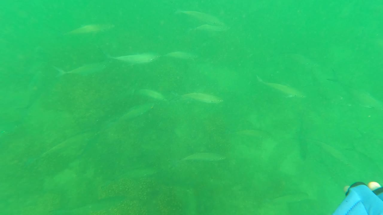 School of small fish in green underwater light