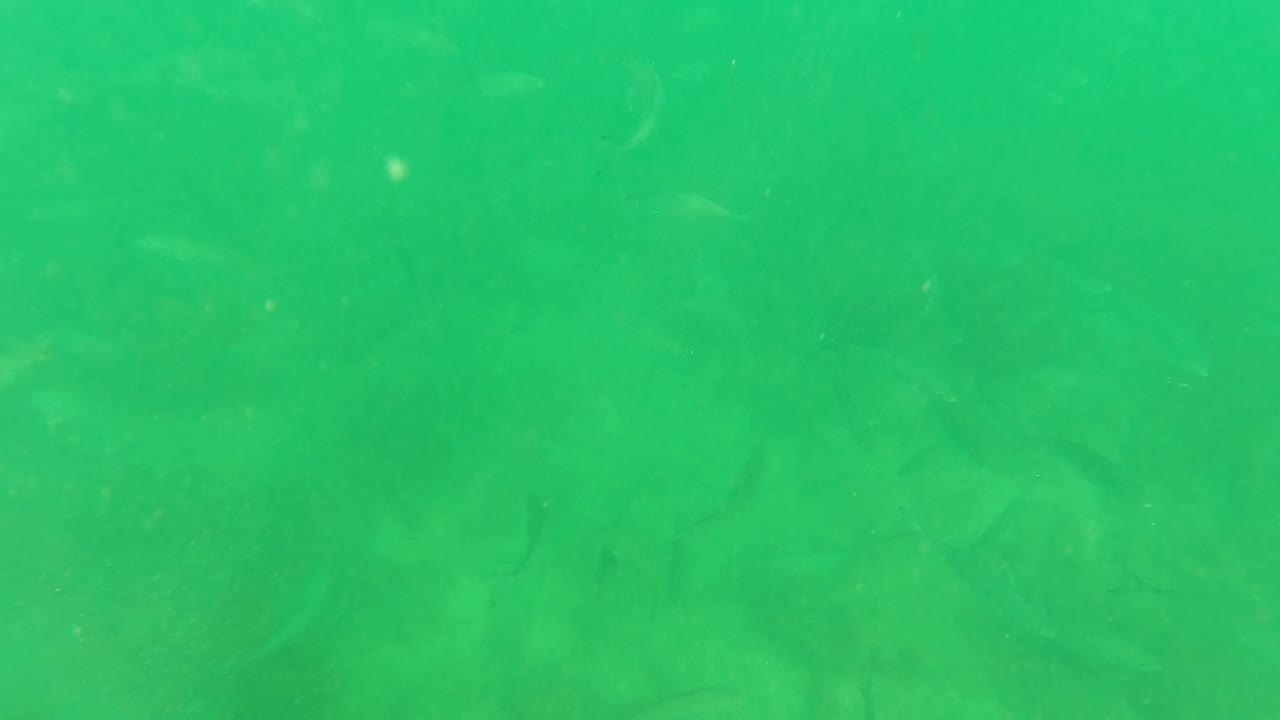 Fish pass through green underwater visibility in San Jose Del Cabo while a small blue object sits near the lower edge, with no visible people.