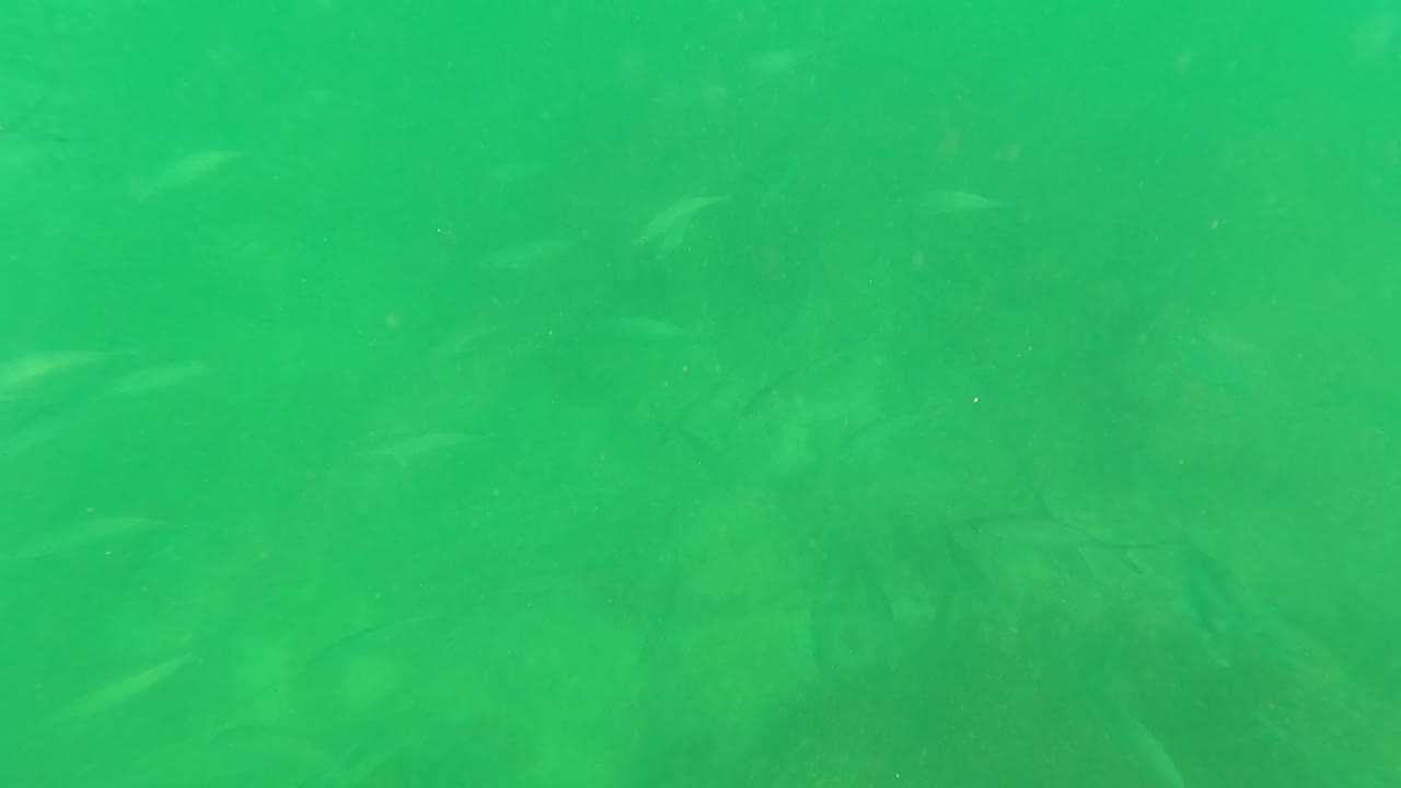 A loose school of fish remains visible over shadowed rocks in green water in San Jose Del Cabo, with no visible people.