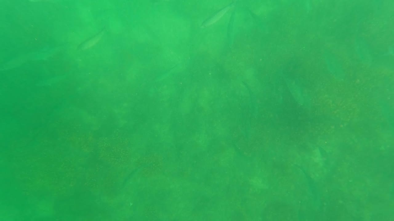 Fish silhouettes become softer in cloudy green water over the rocky bottom in San Jose Del Cabo, with no visible people.