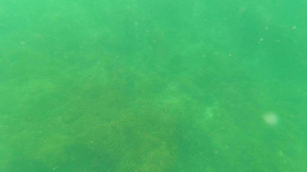 Green underwater view of seabed and marine vegetation