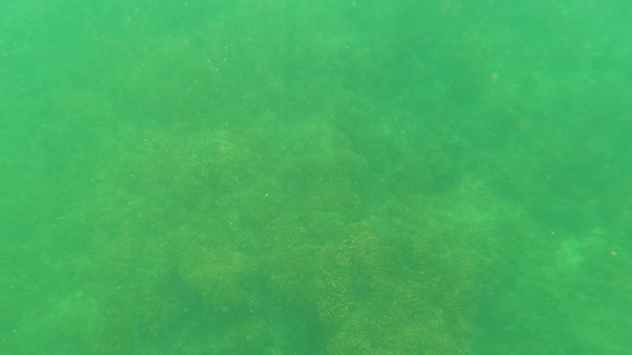 Underwater frame from San Jose Del Cabo, Mexico, with green water, faint seabed detail, marine vegetation, and no visible people.