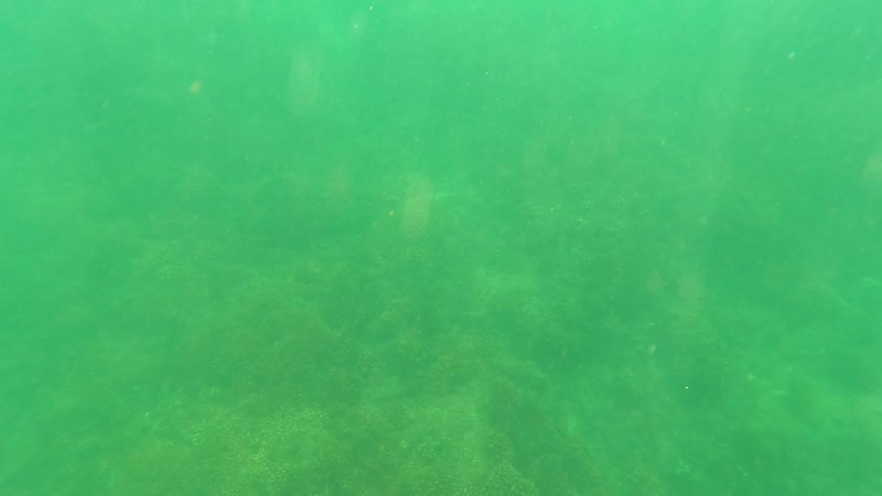 Green underwater footage in San Jose Del Cabo, Mexico, showing low-contrast seabed texture and marine growth beneath suspended particles, with no visible people.