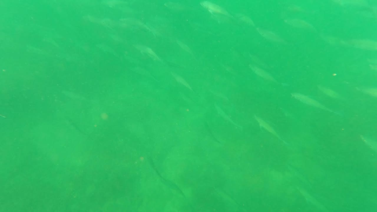 Small pale fish are scattered through green water above a faint algae-covered seabed in San Jose del Cabo, with no visible people.