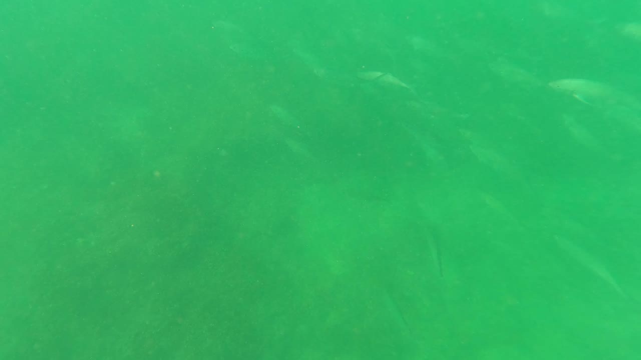 A loose school of small fish crosses the upper part of the green underwater frame in San Jose del Cabo while algae texture is visible below, with no visible people.