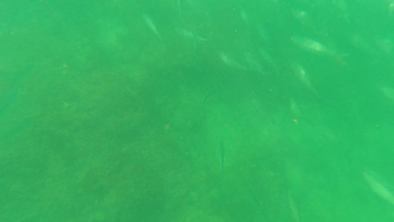 Fish silhouettes appear faintly across the green water in San Jose del Cabo as the algae-covered seabed starts to read more clearly, with no visible people.
