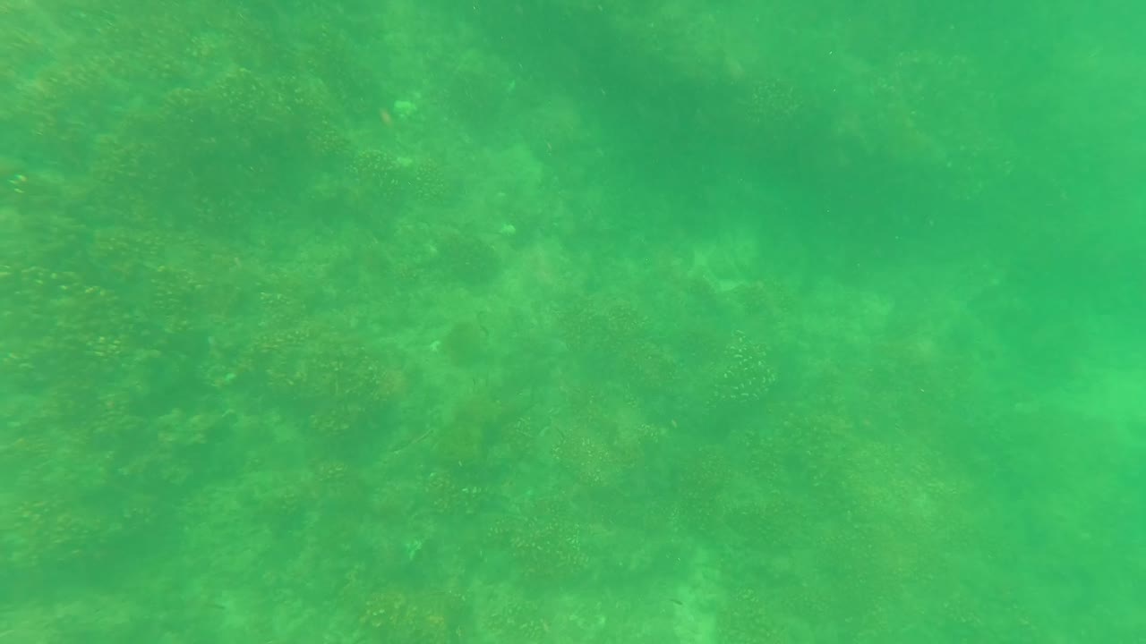 Green murky water over a faint seabed in San Jose Del Cabo, Baja California Sur, with suspended particles and no visible people.