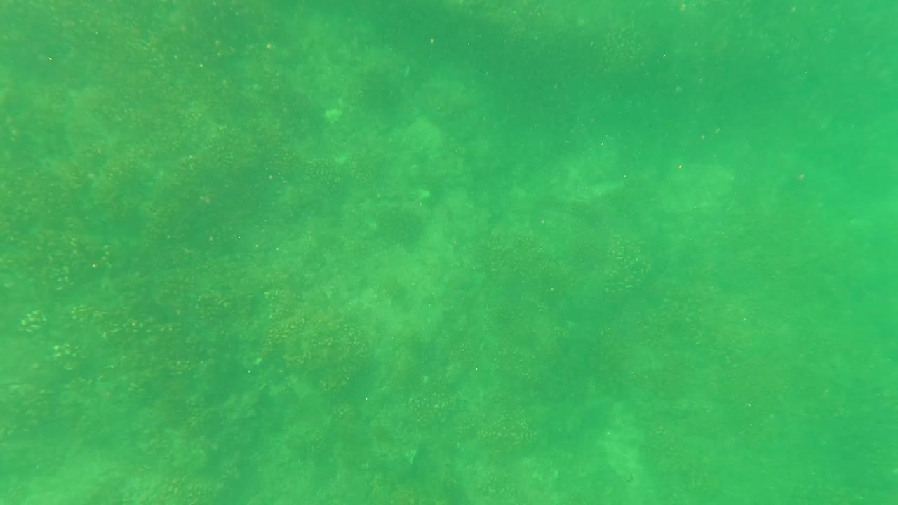 Cloudy green water above dim coral and algae