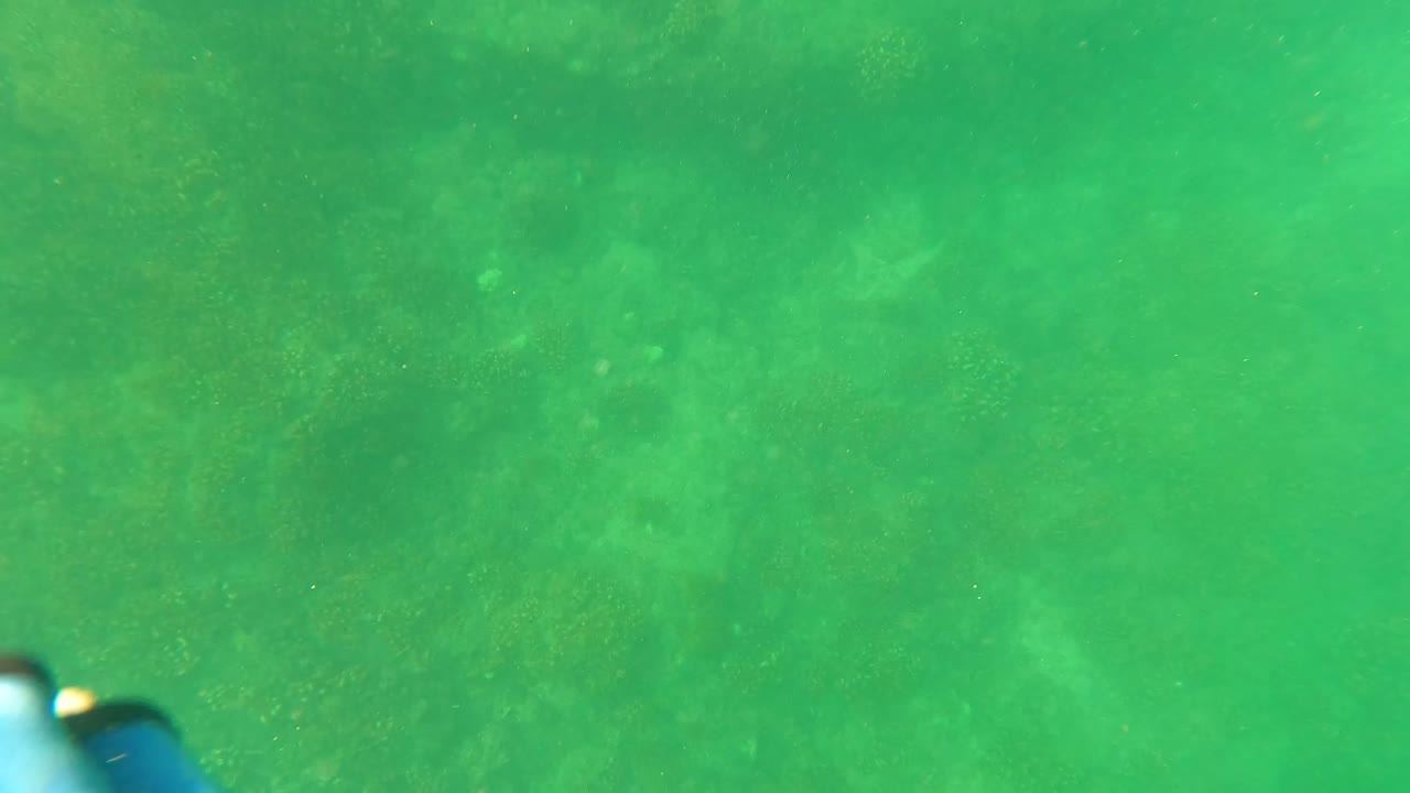 Murky underwater seabed in San Jose Del Cabo, Baja California Sur, showing darker marine growth through green water and no visible people.