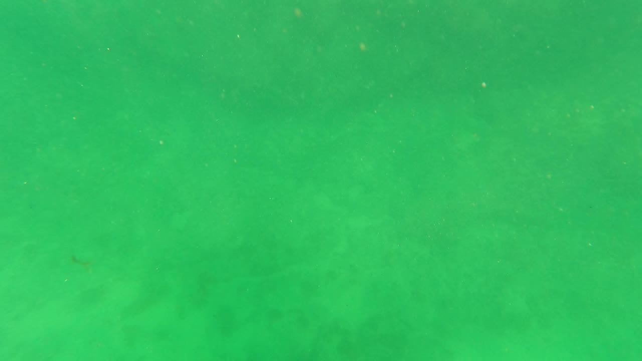 Low-contrast San Jose del Cabo underwater frame with green water, soft mottled texture on the bottom, and no visible people.