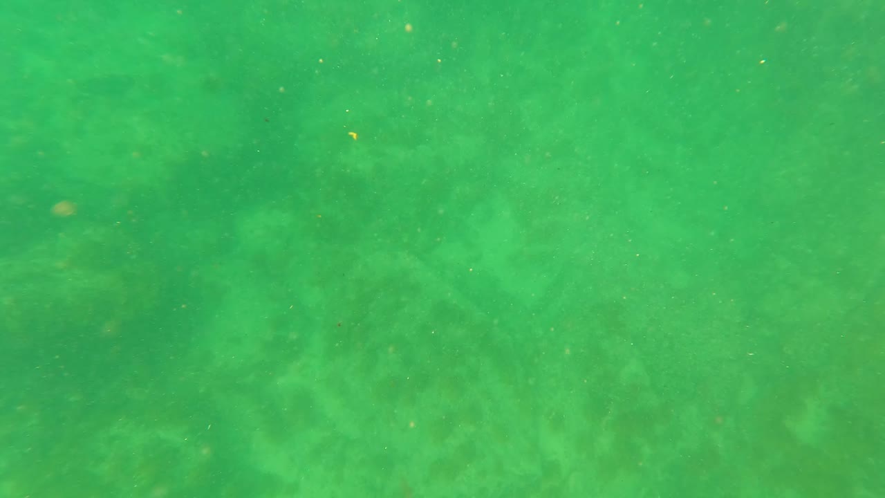 A shallow underwater view in San Jose Del Cabo shows hazy green water, speckled particles, and darker algae patches across the ocean floor, with no visible people.