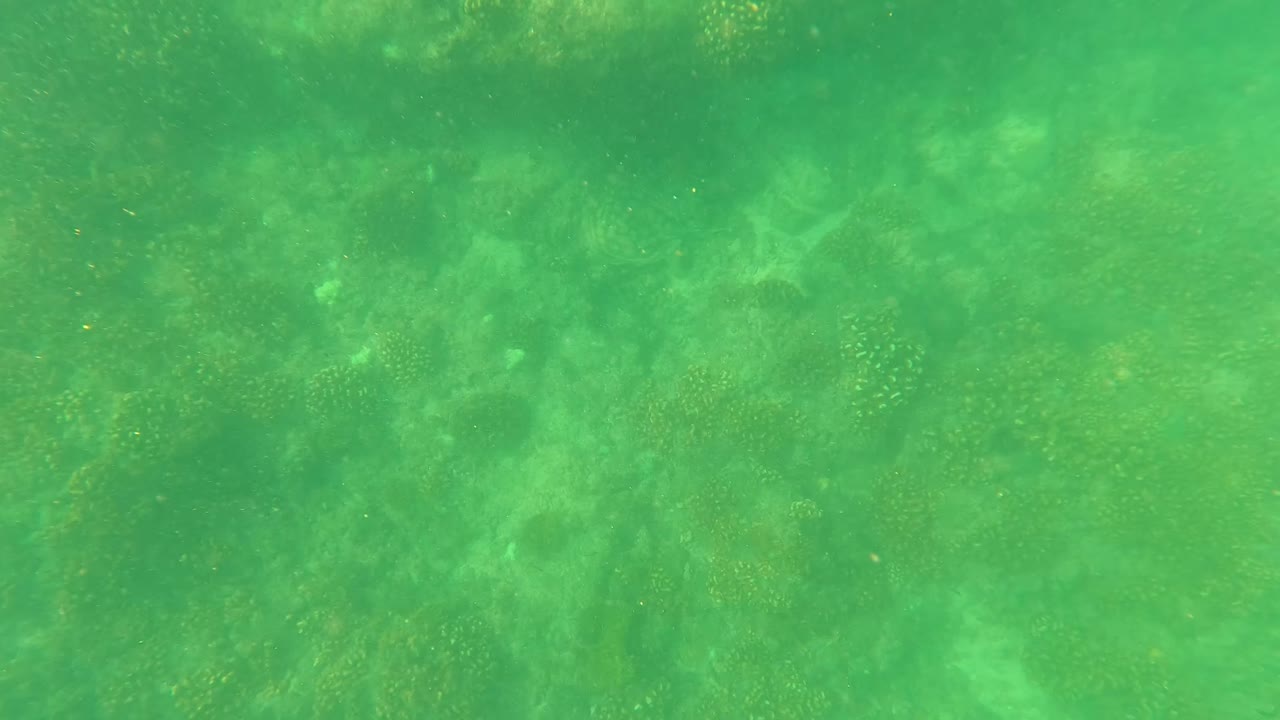 Green underwater view over a coral and rocky seabed in San Jose del Cabo, Mexico, with suspended particles and no visible people.