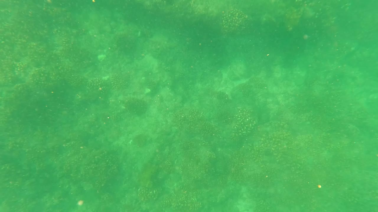 Clear green water above reef floor