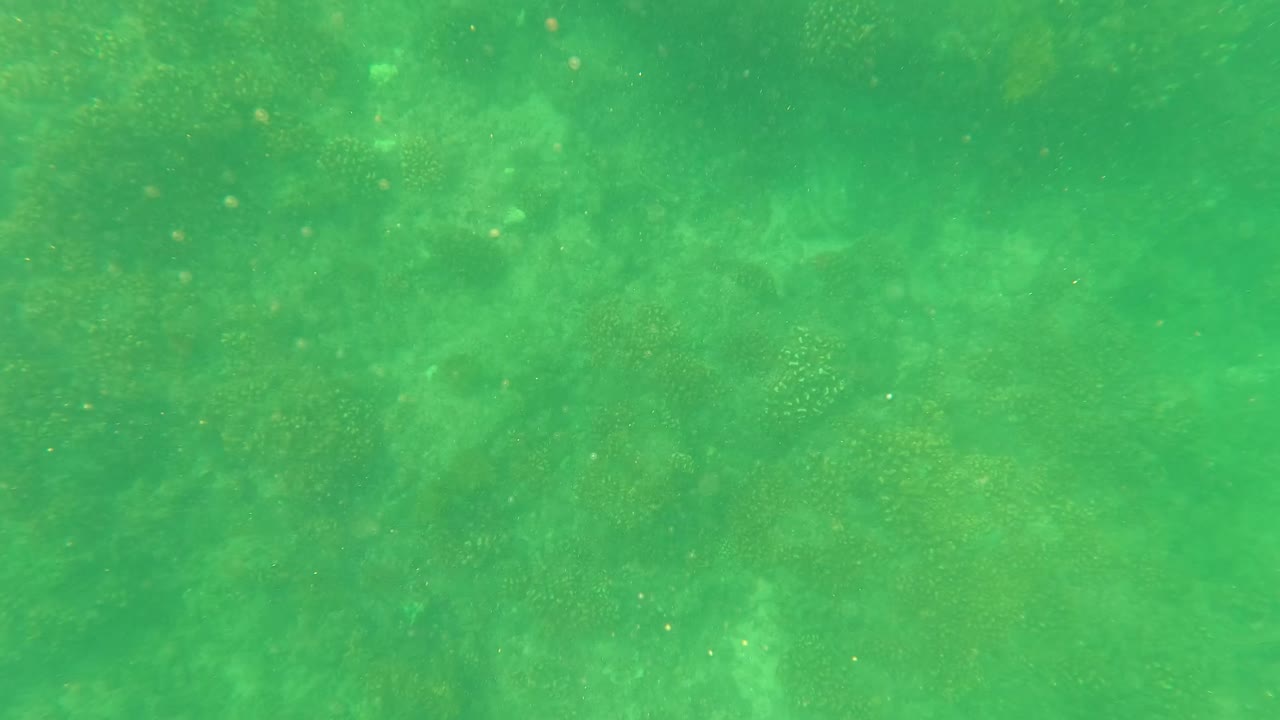 Underwater coral seabed fills the frame in San Jose del Cabo, Mexico, with green water, fine particles, and no visible people.