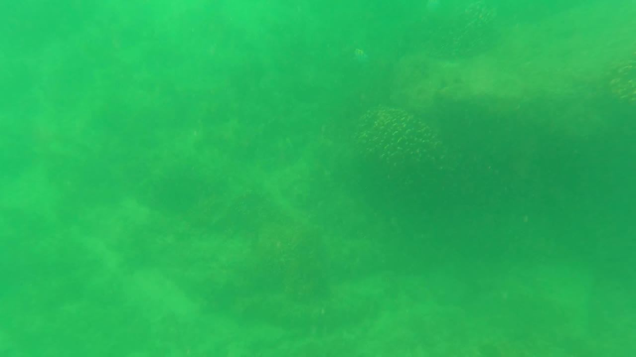 Green murky underwater view over a rocky seabed