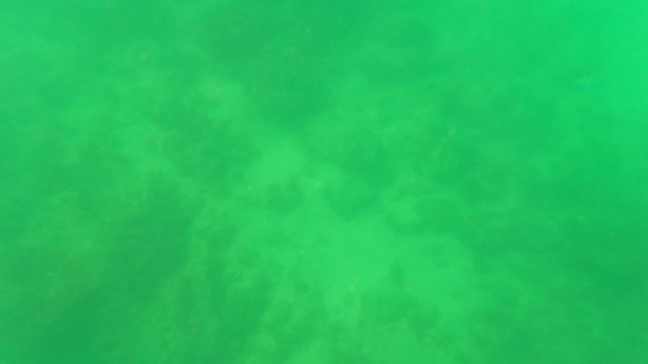 Underwater frame from San Jose Del Cabo showing pale rocky seabed forms through green murk, with no visible people or surface reference.