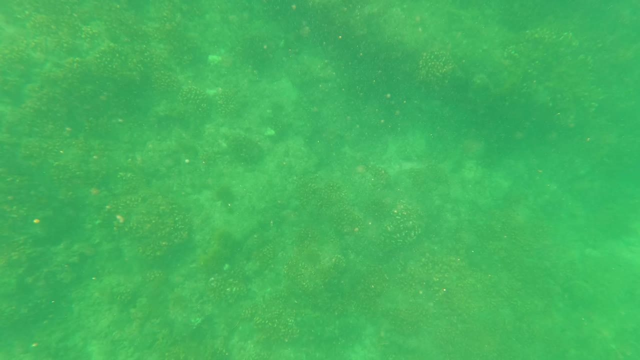 Green underwater view over a rocky seabed with algae and coral-like patches in San Jose Del Cabo, Baja California Sur, with no visible people.