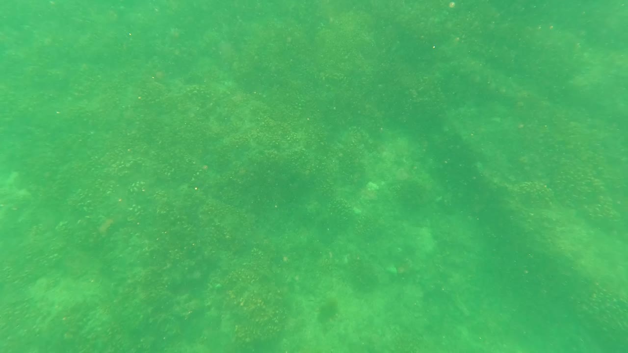 A slightly shifted underwater view shows mottled rocks and marine growth beneath green water in San Jose Del Cabo, Baja California Sur, with no visible people.