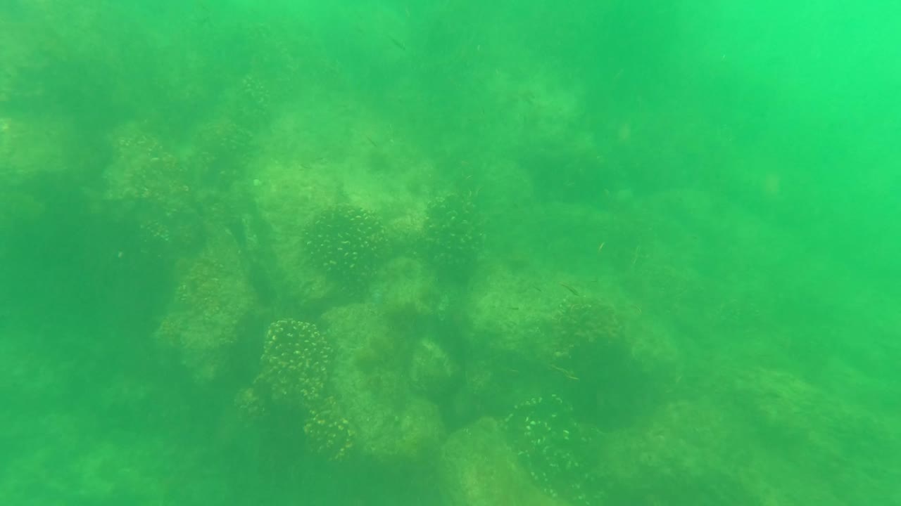 Murky green underwater frame from San Jose Del Cabo showing faint coral and rocky reef forms through low visibility, with no visible people.