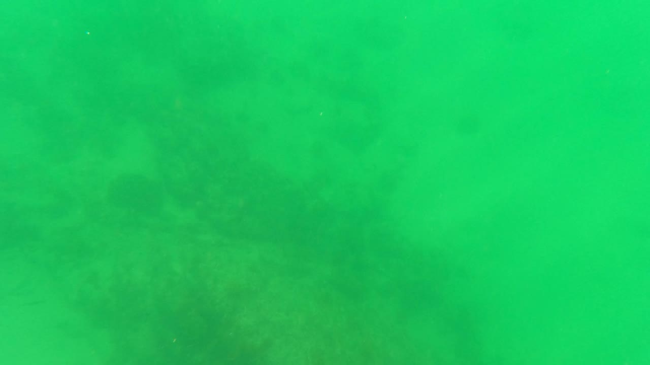 Murky underwater reef view with darker shapes under green water.