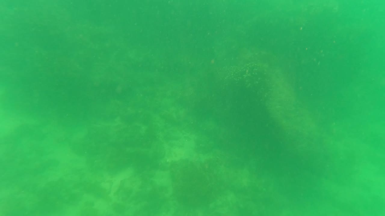 Murky green underwater view of rocks and algae