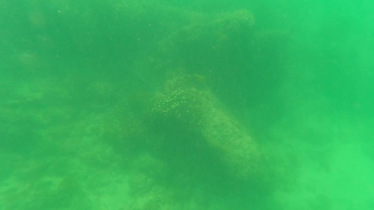 Underwater frame from San Jose del Cabo showing a dim rocky seabed under green water, with patches of algae and no visible people.