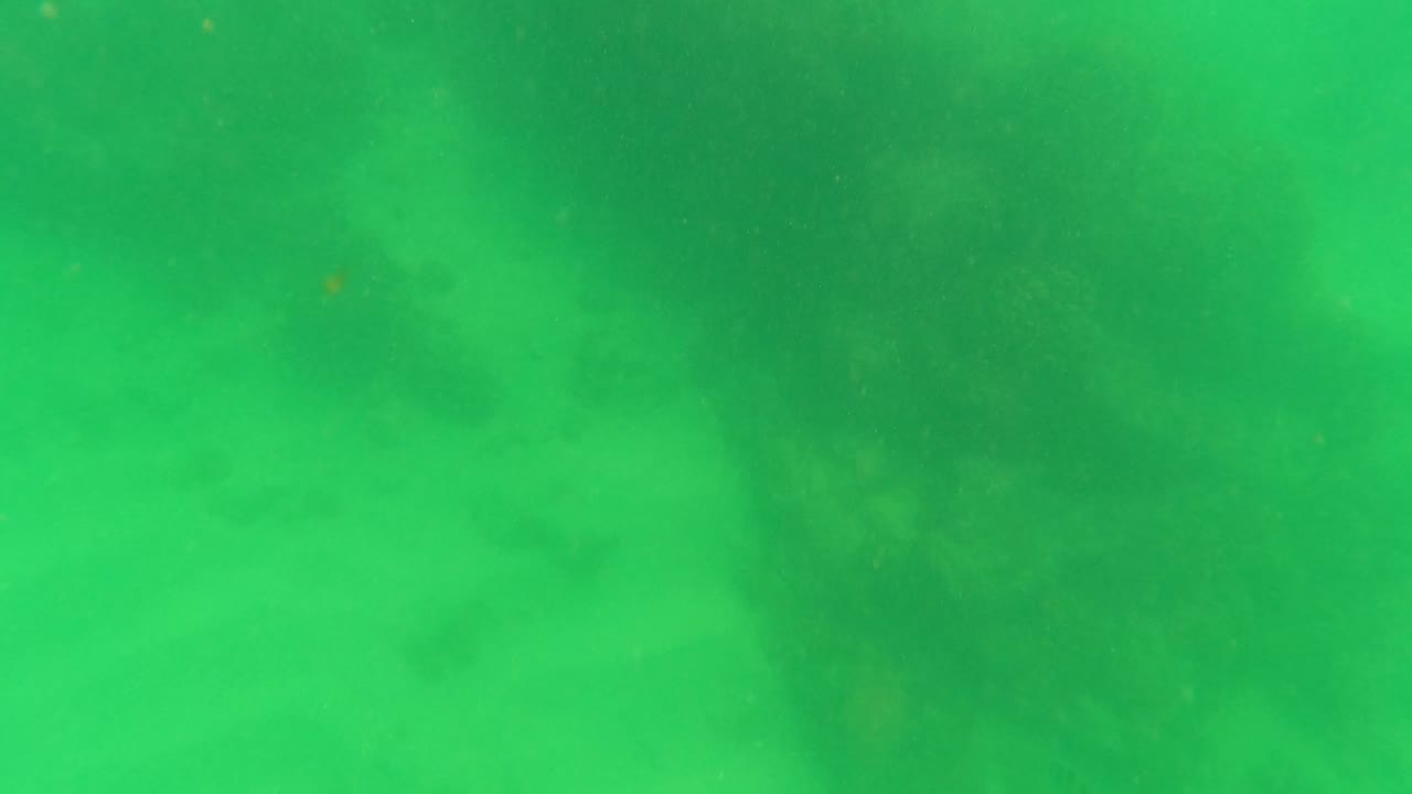 Green underwater view over soft seabed and darker reef patches.