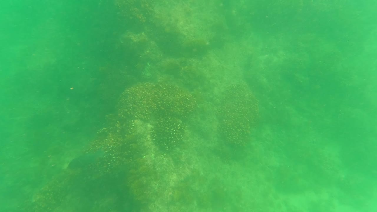 Murky green underwater view of coral reef and sandy seabed.
