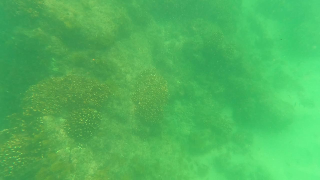 San Jose del Cabo underwater frame with clustered coral heads near the center and sandy bottom fading into green murk, no visible people.