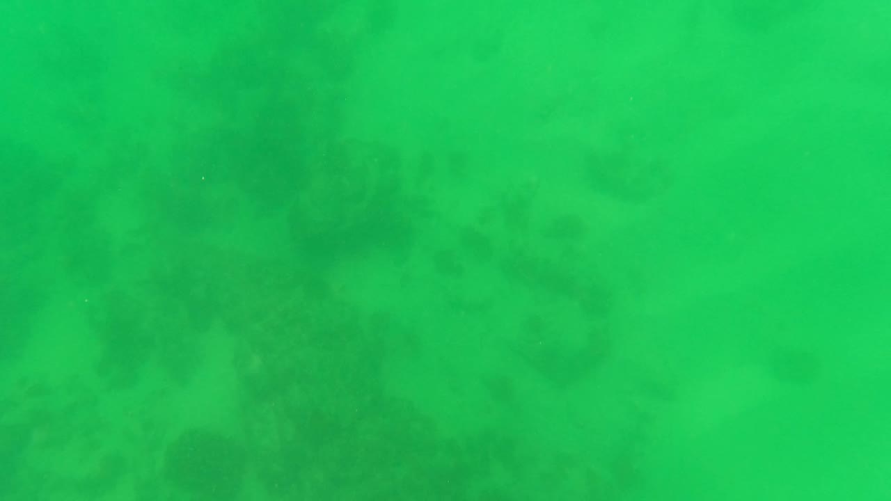 Green underwater view in San Jose del Cabo with murky seabed texture and marine growth faintly visible, no visible people.