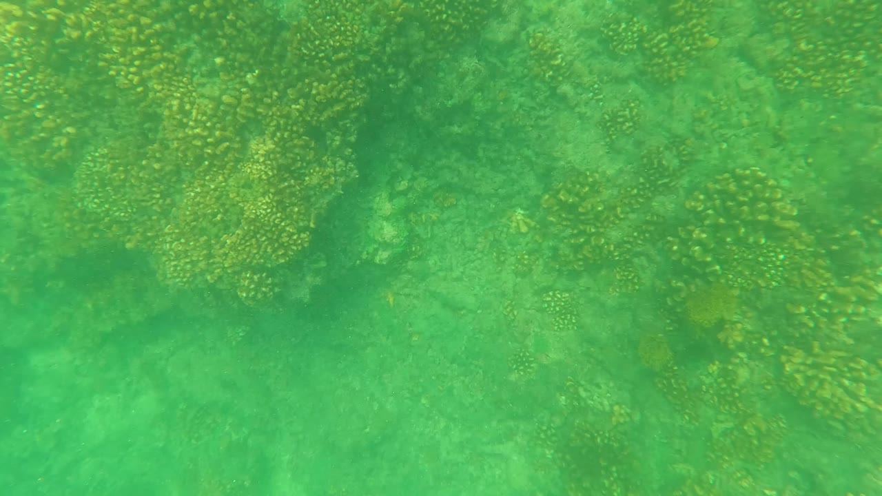 Underwater view of coral clusters and algae on a sandy seabed in San Jose del Cabo, Mexico, with green water and no visible people.