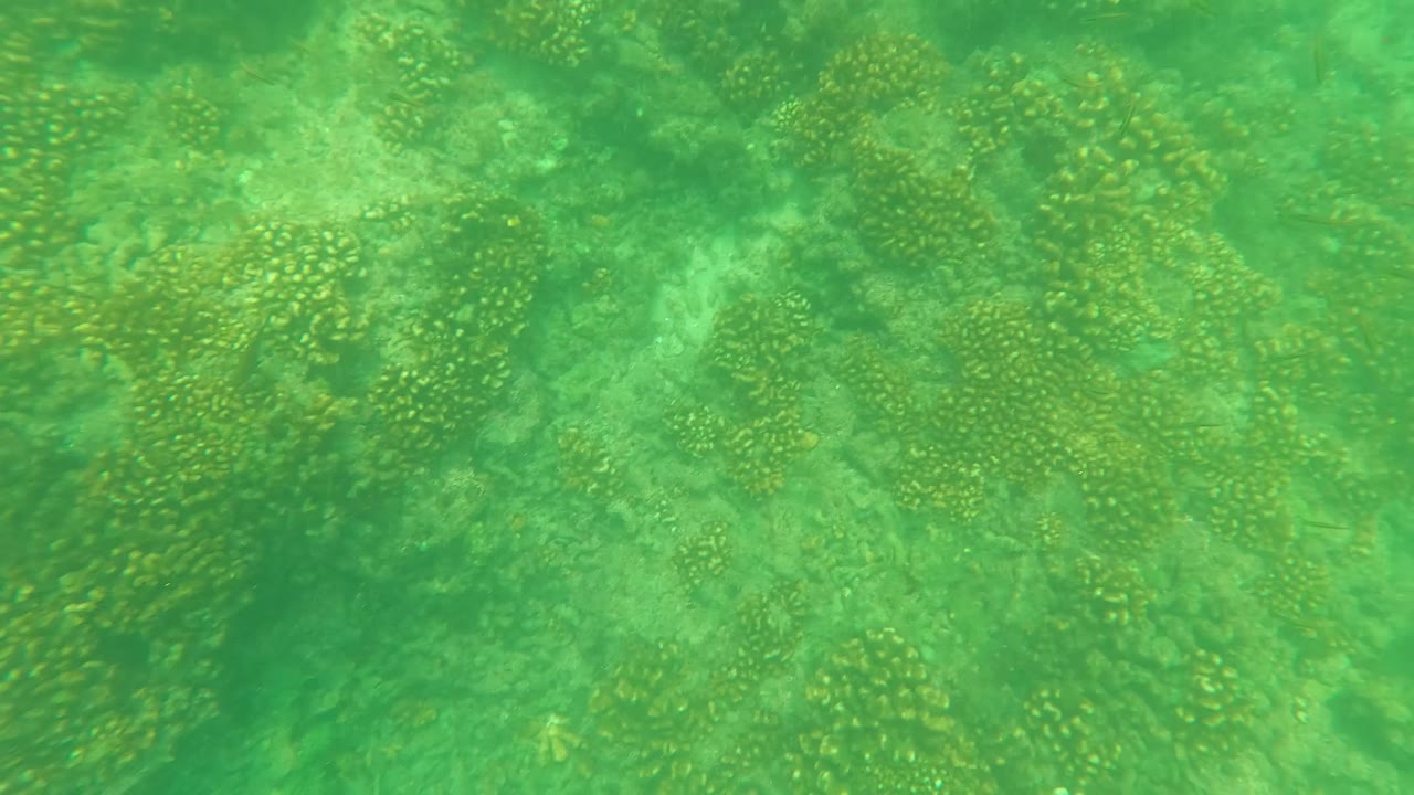 Blue gloved diver hand pointing over coral reef.