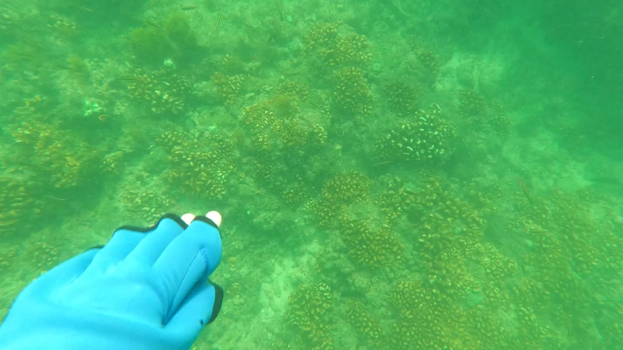 The blue gloved hand remains near the upper right as coral patches and sandy rock fill the underwater frame in San Jose del Cabo, Mexico, with no visible faces.
