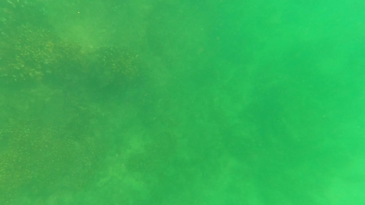 Green underwater view with faint dark vegetation shapes