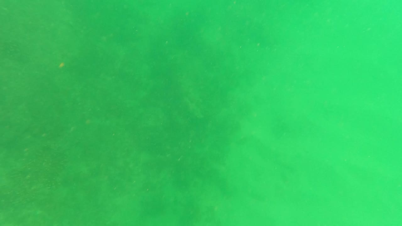 Cloudy green underwater view in San Jose del Cabo with dark plant-like forms softened by water haze and no visible people.