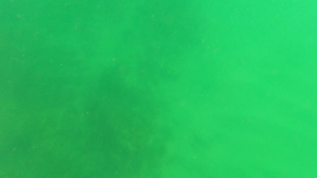 Underwater green haze in San Jose del Cabo with faint vegetation texture spread across the frame and no visible people.