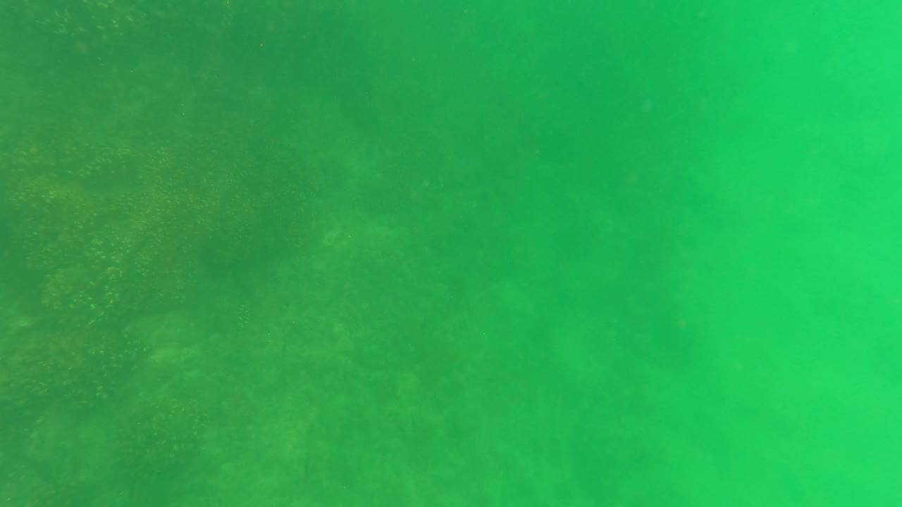 Underwater green water with dim marine vegetation shapes in the background.