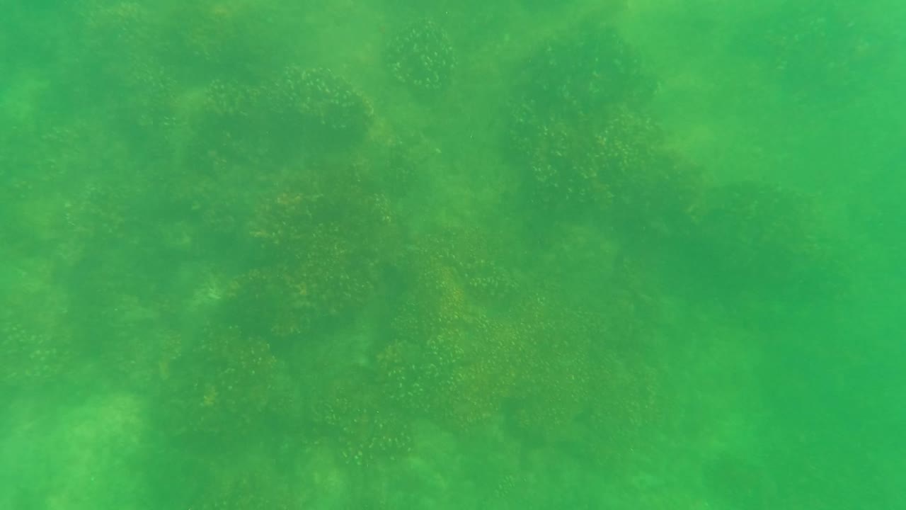 Underwater frame from San Jose del Cabo showing green water, darker marine growth near the top, diffuse light, and no visible people.