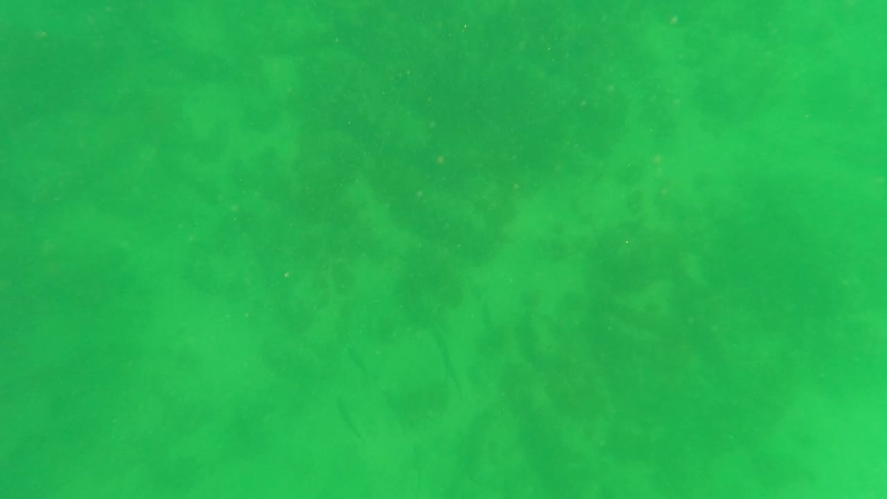 Green murky underwater water column in San Jose del Cabo with faint particles and soft darker patches below, no visible people.