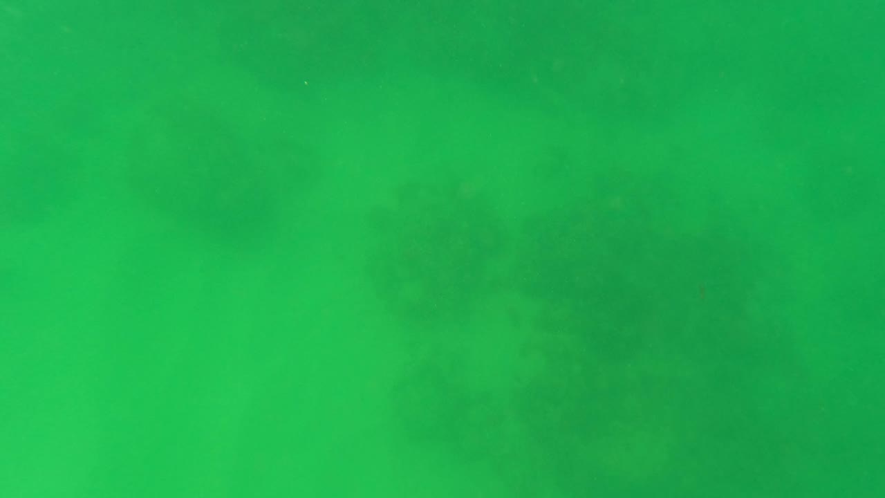 Green underwater visibility continues in the San Jose del Cabo clip, with soft seabed shadows appearing through the water and no visible people.