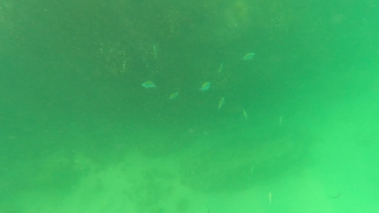 Small fish swim through green underwater light above a rocky seabed in San Jose Del Cabo, Baja California Sur, with no visible people.