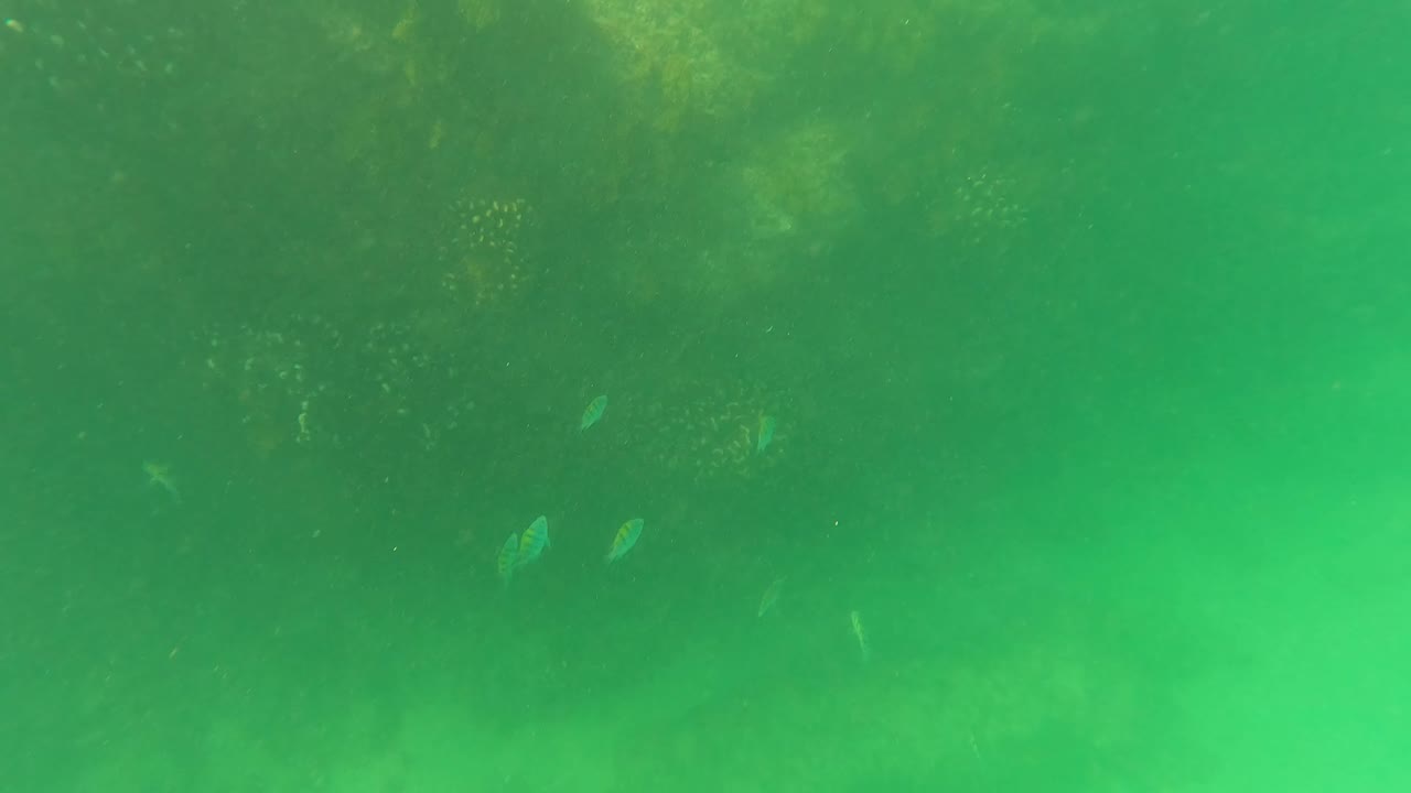 A few small fish pass in front of darker underwater rocks and green water in San Jose Del Cabo, Baja California Sur, with no visible people.