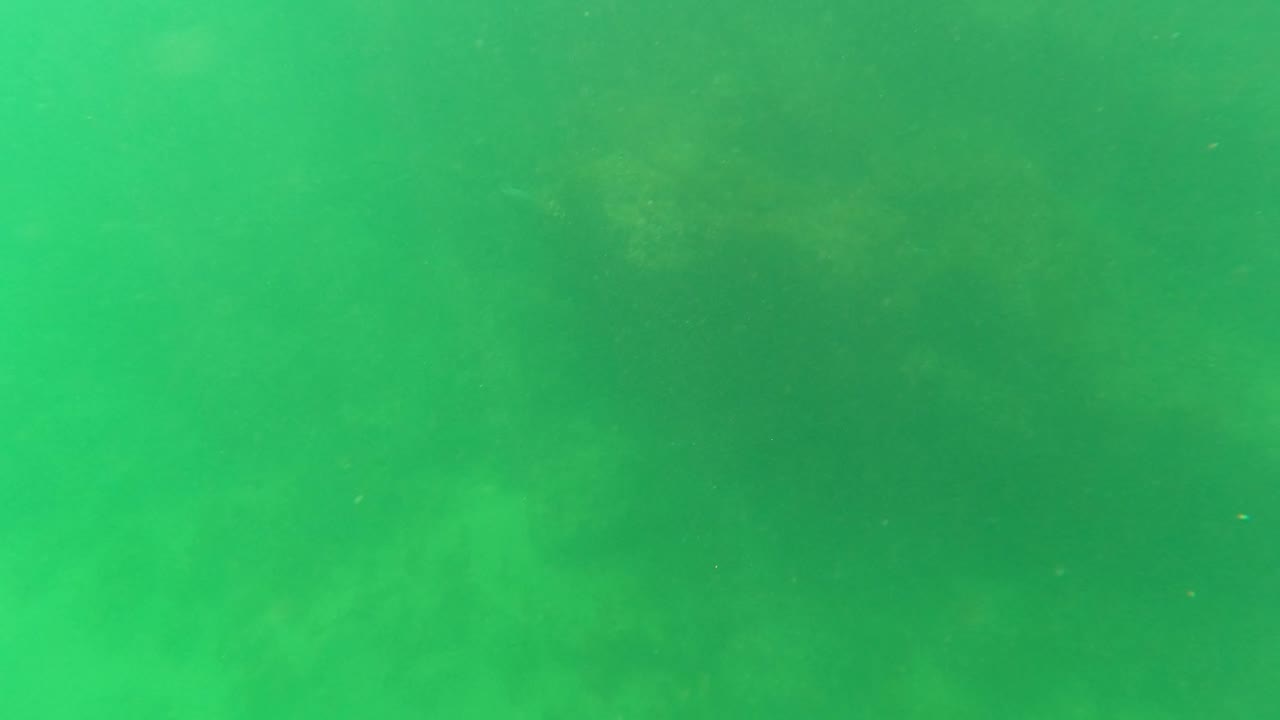 Green underwater view in San Jose del Cabo showing a rocky seabed with algae, suspended particles, and no visible people at the start of the clip.