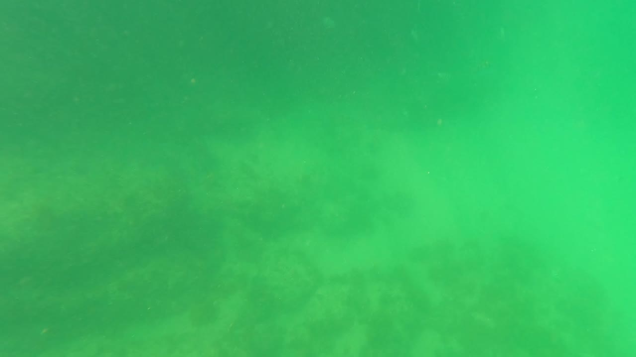 Close green underwater view of rocks, algae, and particles.