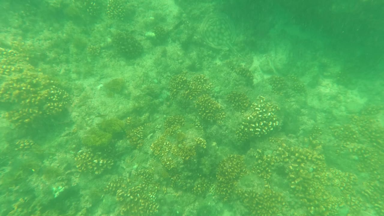 Shallow green water over a coral reef in San Jose del Cabo, Baja California Sur, with mottled coral patches and no visible people.