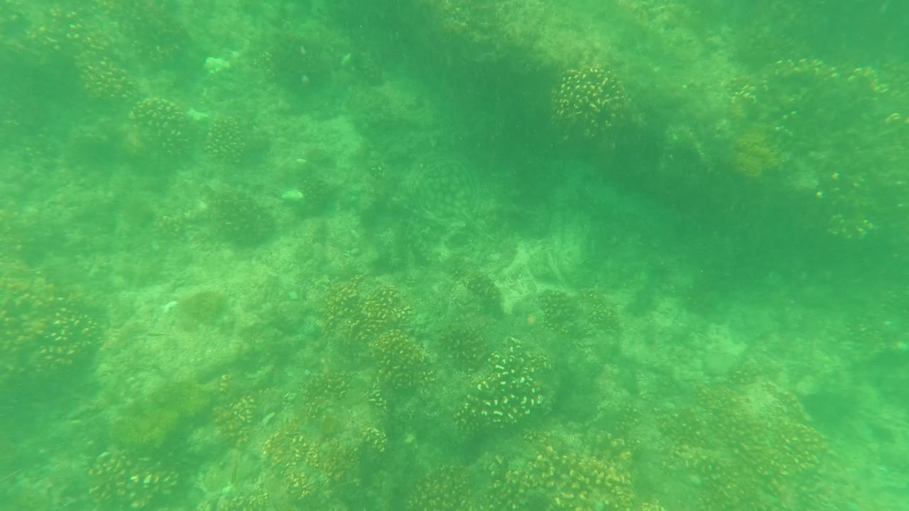 Coral heads and rocky reef texture sit beneath green underwater haze in San Jose del Cabo, with no visible people or marine animals.