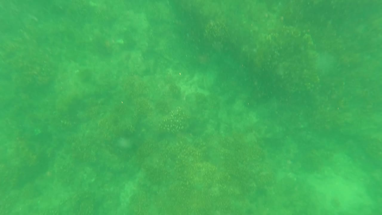 Green water over dim coral reef floor